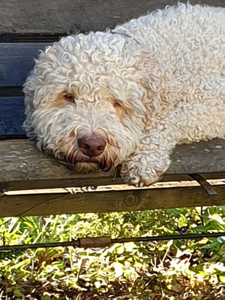 Dösen im Garten