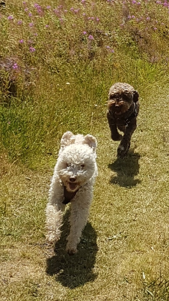 IMG-20190810-WA0037