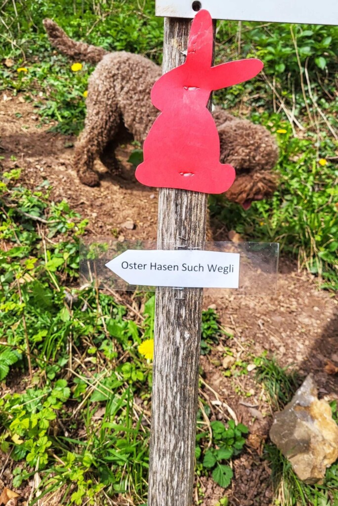 Eggenertal vor der Kirschblüte (Markgräflerland)eine Lagotti Tour