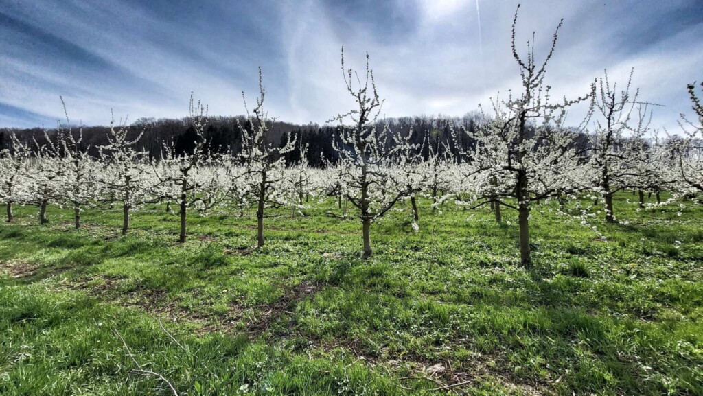 Eggenertal vor der Kirschblüte (Markgräflerland)eine Lagotti Tour