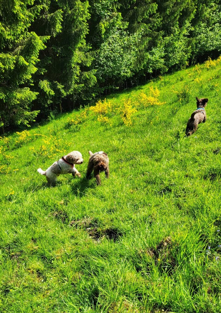 Huber-Felsentour (Schwarzwald) eine Lagottitour