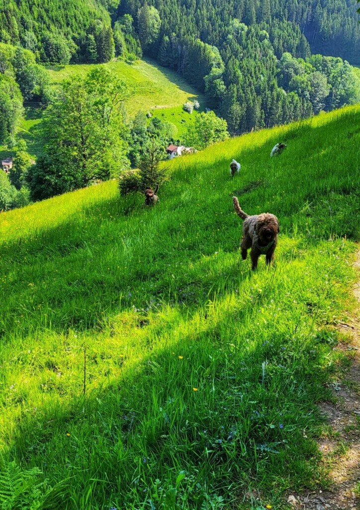 Huber-Felsentour (Schwarzwald) eine Lagottitour