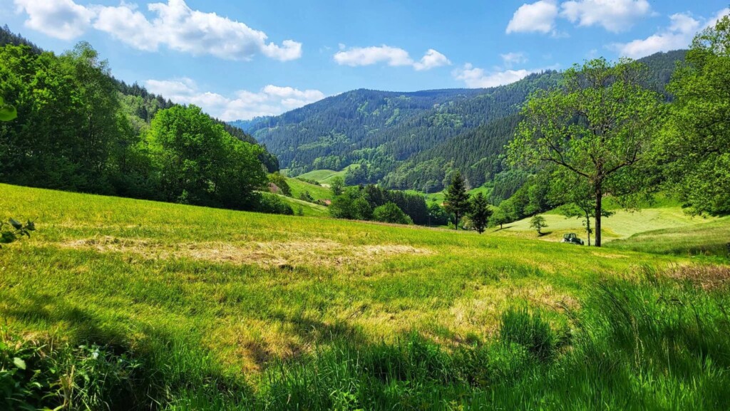 Huber-Felsentour (Schwarzwald) eine Lagottitour