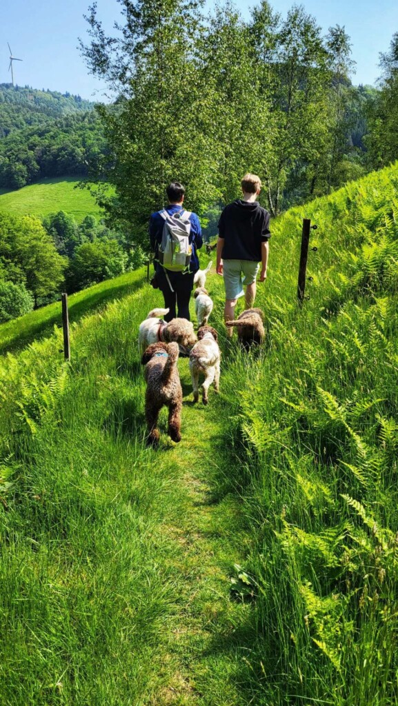 Huber-Felsentour (Schwarzwald) eine Lagottitour