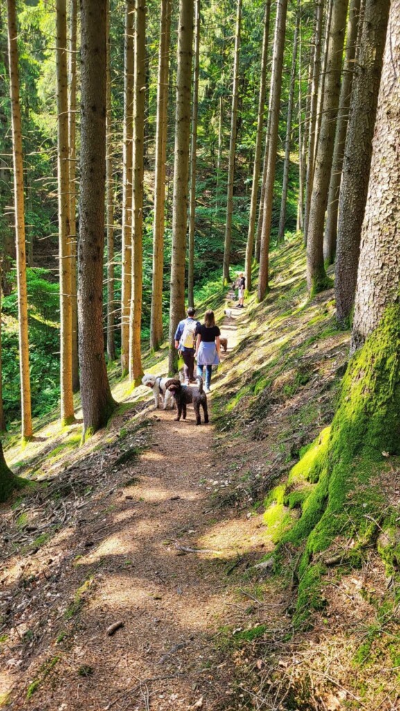 Huber-Felsentour (Schwarzwald) eine Lagottitour