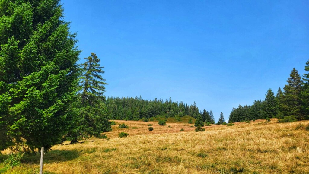 Ibacher Kreuz- eine Lagotti Tour (Südschwarzwald)