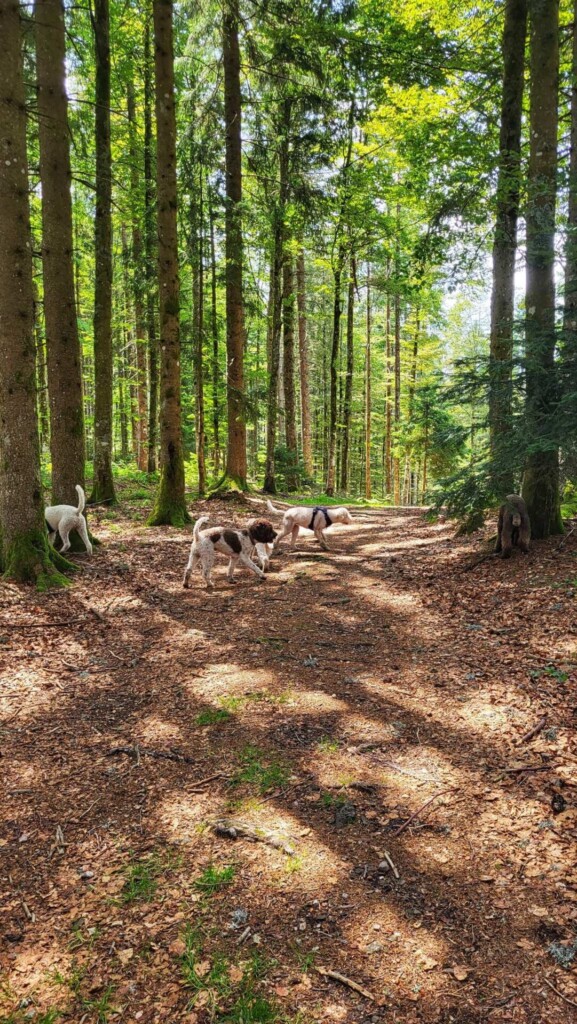 Ibacher Kreuz- eine Lagotti Tour (Südschwarzwald)