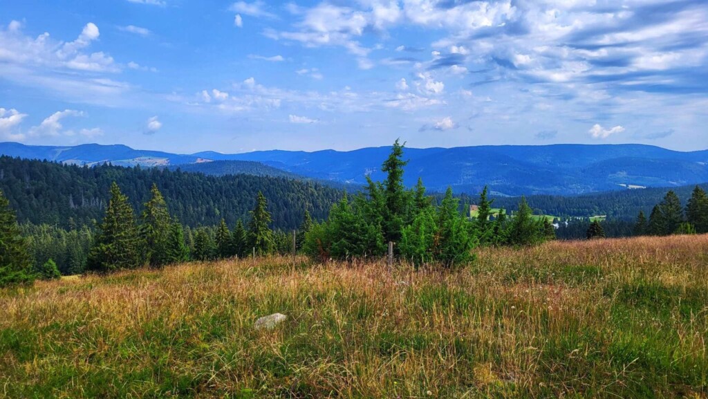 Ibacher Kreuz- eine Lagotti Tour (Südschwarzwald)