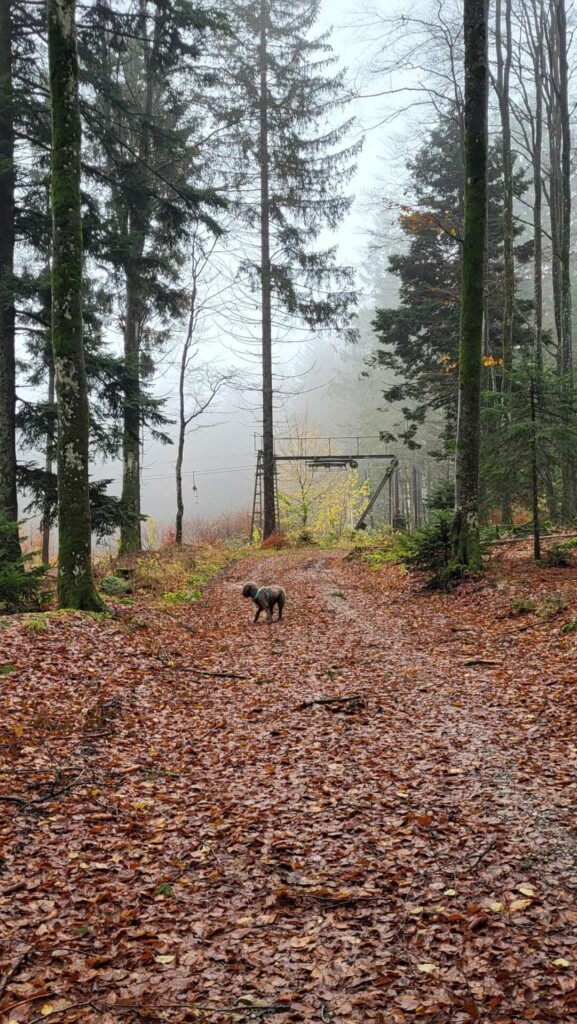 Kulturelle Höhenweg mit Alpenblick (Hotzenwald)eine Lagottitour 🐾🥾🐾