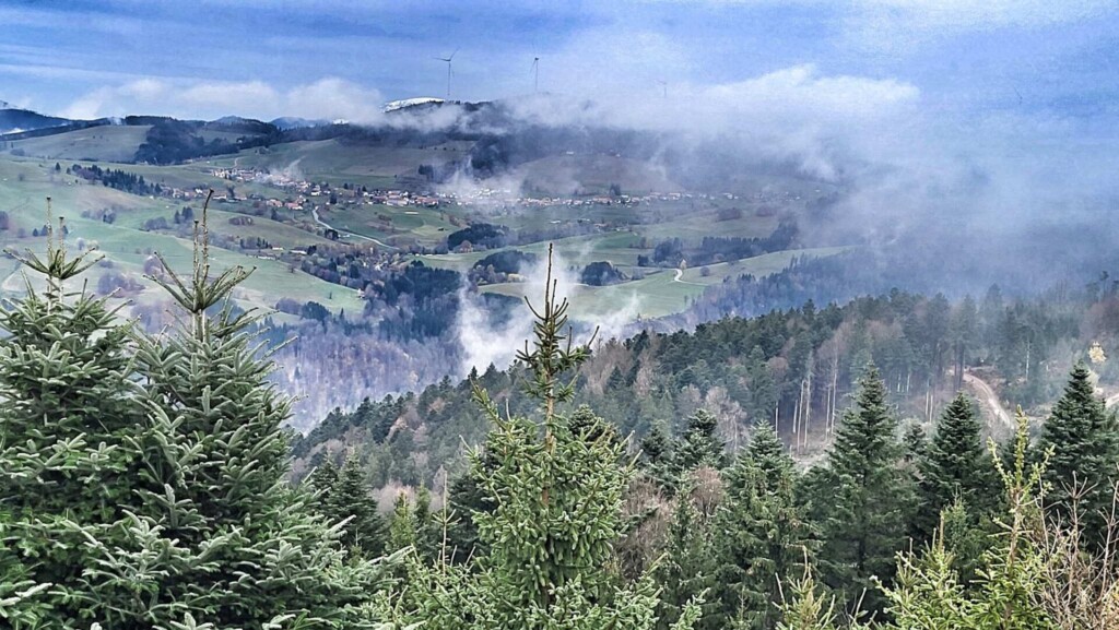 Kulturelle Höhenweg mit Alpenblick (Hotzenwald)eine Lagottitour 🐾🥾🐾