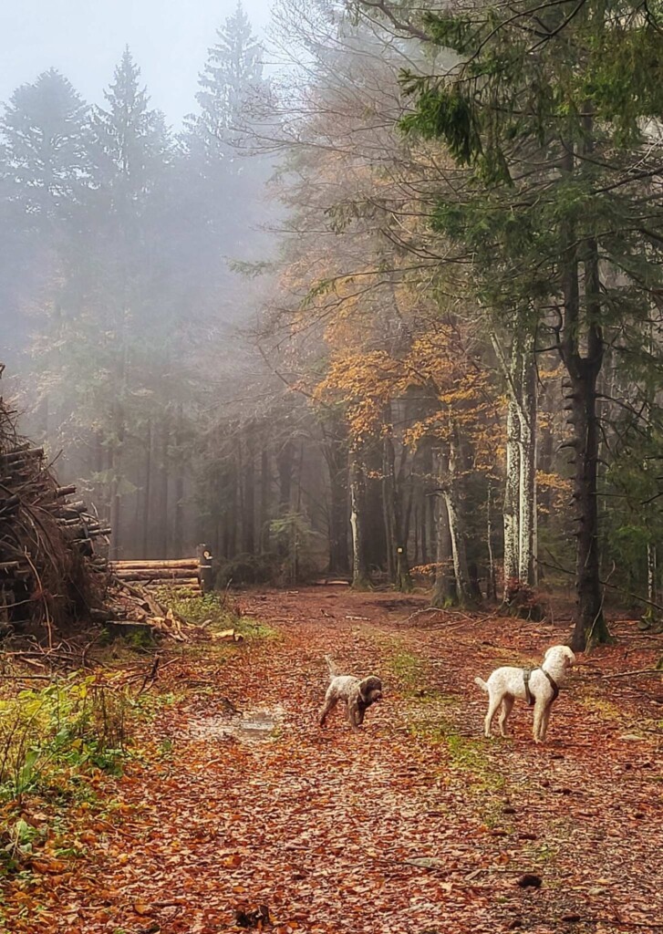 Kulturelle Höhenweg mit Alpenblick (Hotzenwald)eine Lagottitour 🐾🥾🐾