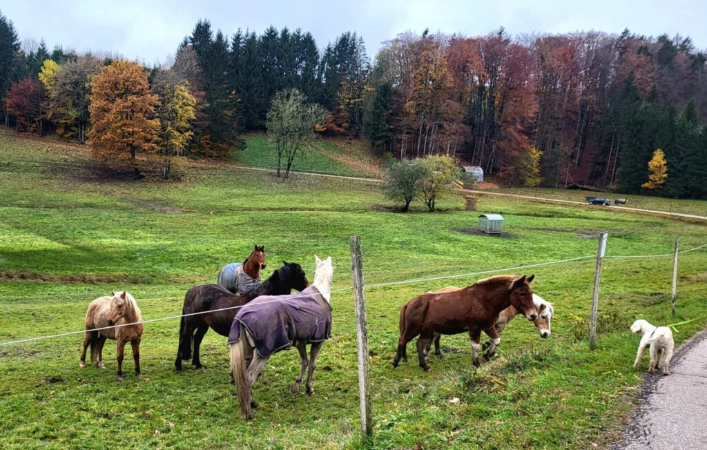 Kulturelle Höhenweg mit Alpenblick (Hotzenwald)eine Lagottitour 🐾🥾🐾