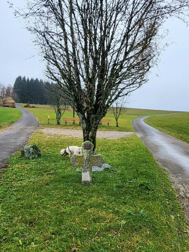 Kulturelle Höhenweg mit Alpenblick (Hotzenwald)eine Lagottitour 🐾🥾🐾