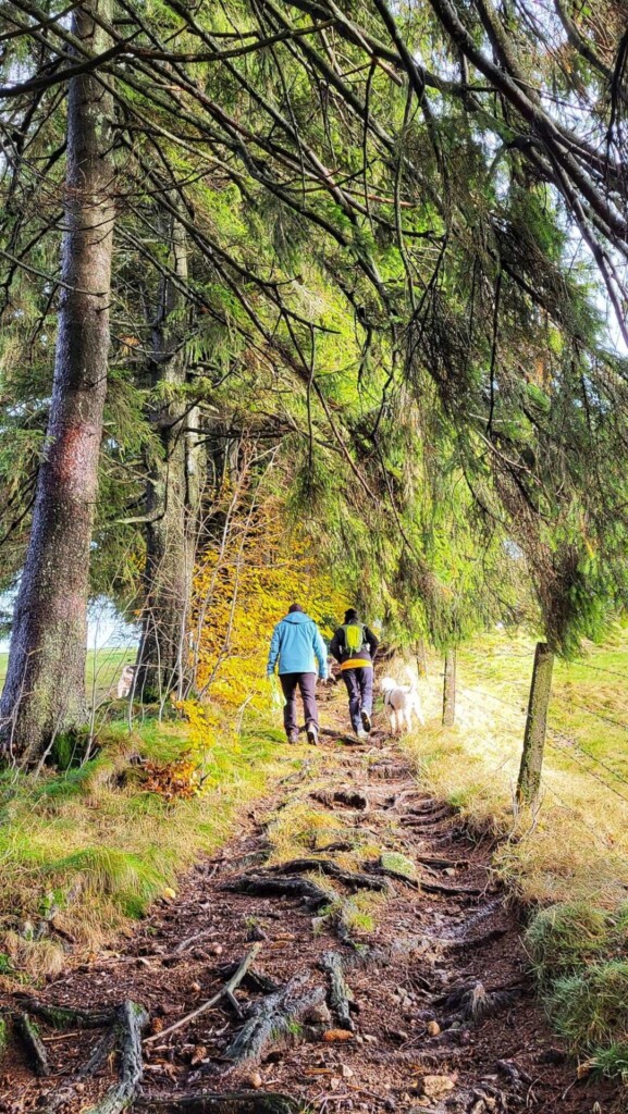 Kulturelle Höhenweg mit Alpenblick (Hotzenwald)eine Lagottitour 🐾🥾🐾