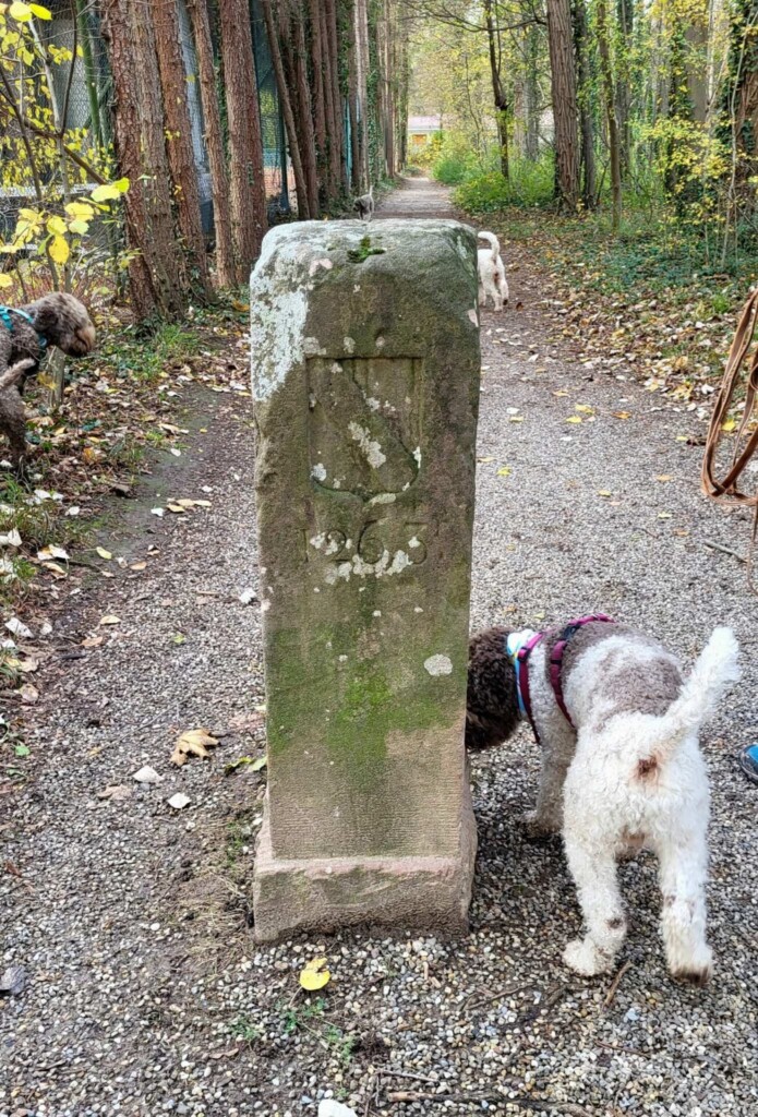 Vom Sasbach zur Ruine Limburg(Kaiserstuhl) eine Lagottitour 🐾🥾🐾