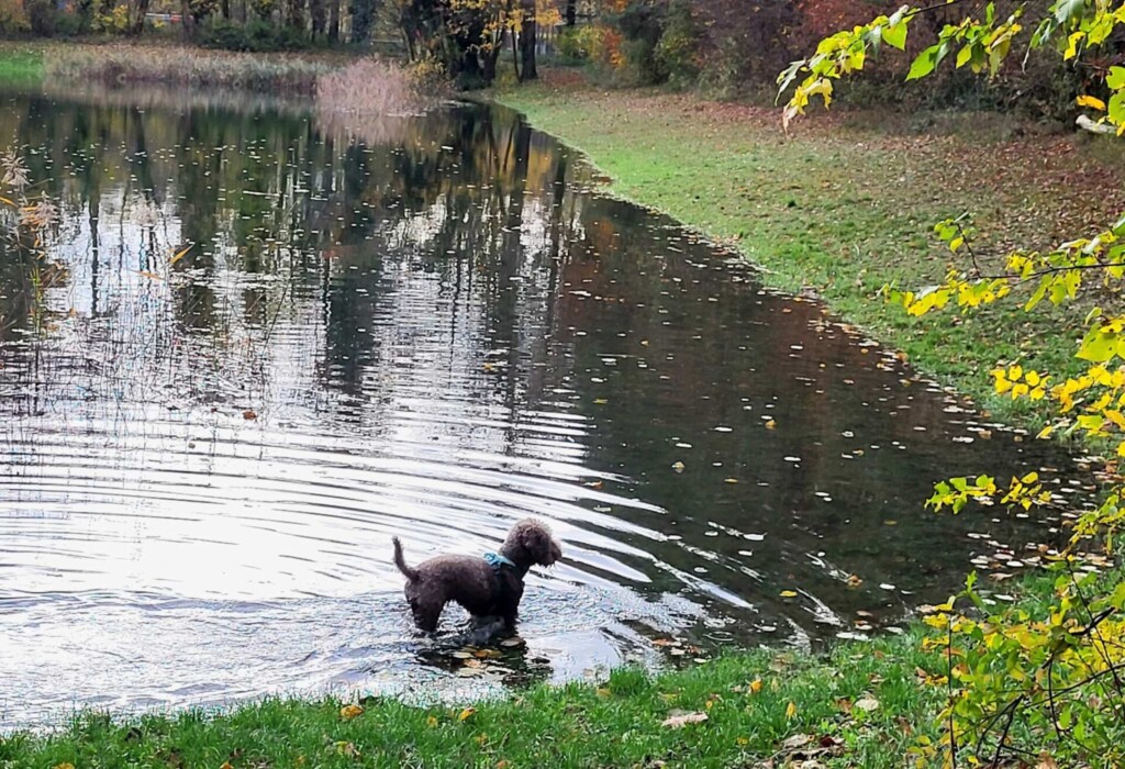Vom Sasbach zur Ruine Limburg(Kaiserstuhl) eine Lagottitour 🐾🥾🐾