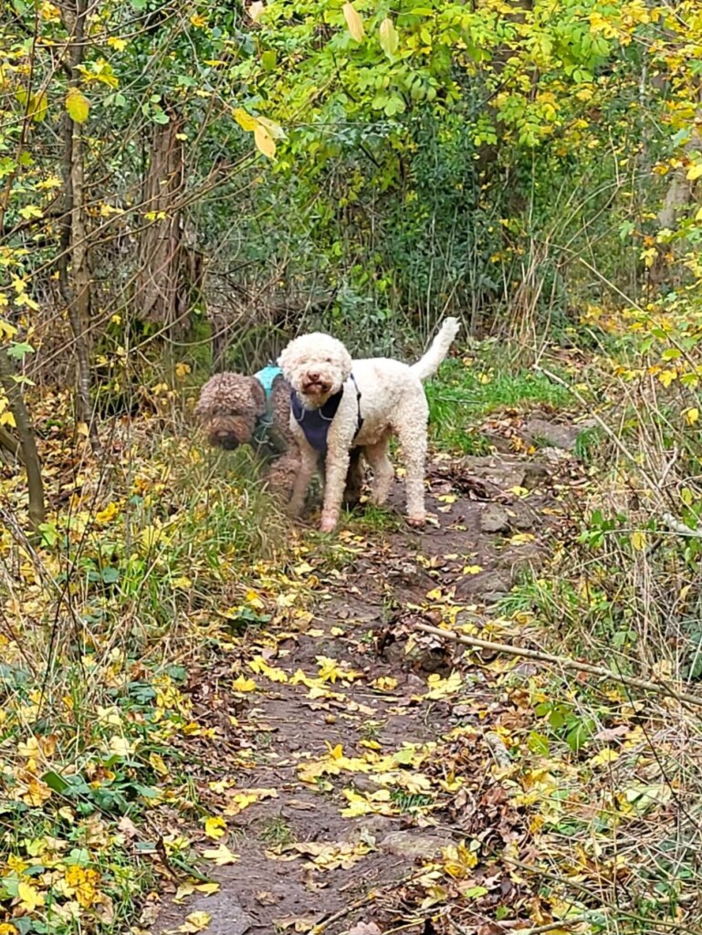 Vom Sasbach zur Ruine Limburg(Kaiserstuhl) eine Lagottitour 🐾🥾🐾