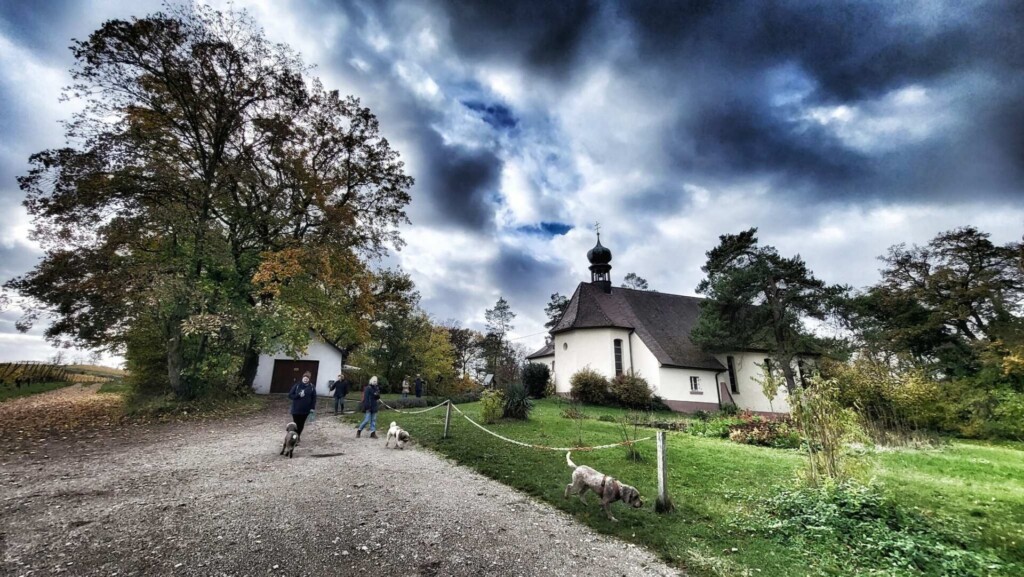 Vom Sasbach zur Ruine Limburg(Kaiserstuhl) eine Lagottitour 🐾🥾🐾