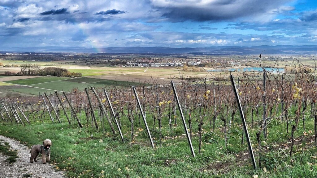 Vom Sasbach zur Ruine Limburg(Kaiserstuhl) eine Lagottitour 🐾🥾🐾