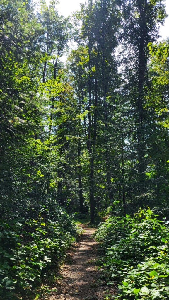Gute laune Runde von Mühlenbach(Ortenaukreis ) 🐾🥾☀️Lagotti Tour 🐾
