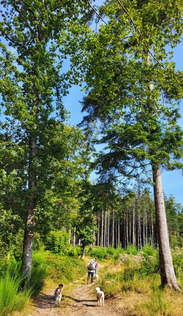 Gute laune Runde von Mühlenbach(Ortenaukreis ) 🐾🥾☀️Lagotti Tour 🐾