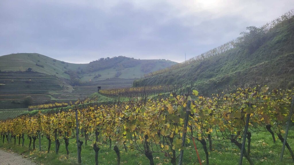 Lagotti – Badbergrunde(Kaiserstuhl)🐾🍃🍂🐾