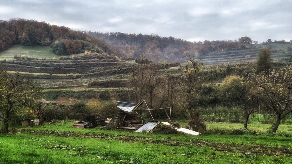 Lagotti – Badbergrunde(Kaiserstuhl)🐾🍃🍂🐾