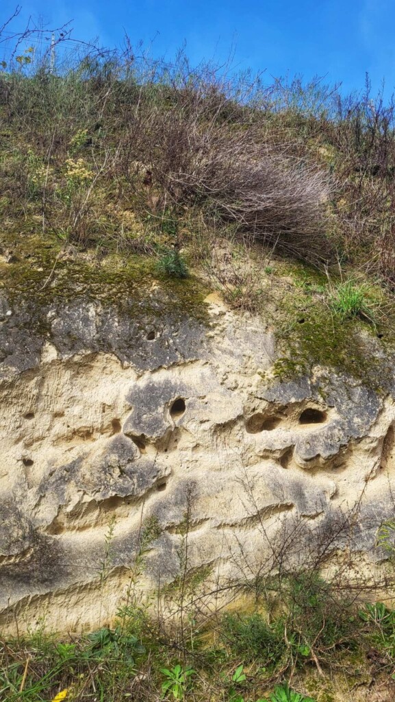 Lagotti – Badbergrunde(Kaiserstuhl)🐾🍃🍂🐾