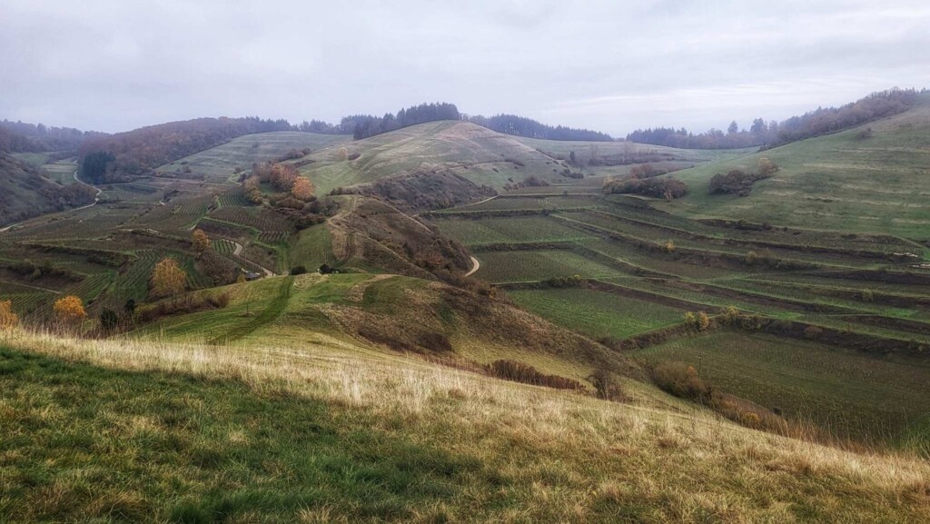 Lagotti – Badbergrunde(Kaiserstuhl)🐾🍃🍂🐾