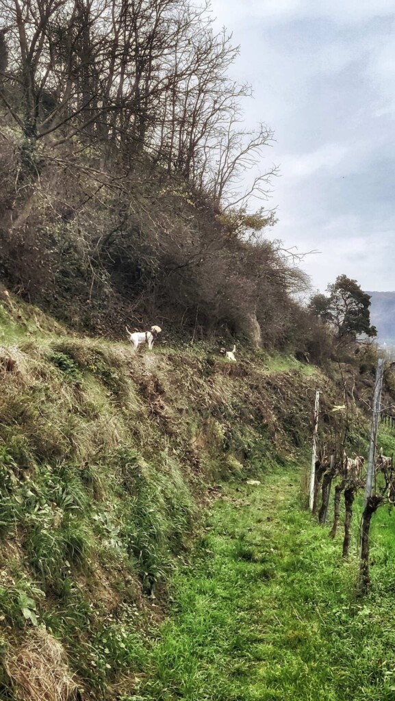 Lagotti – Badbergrunde(Kaiserstuhl)🐾🍃🍂🐾