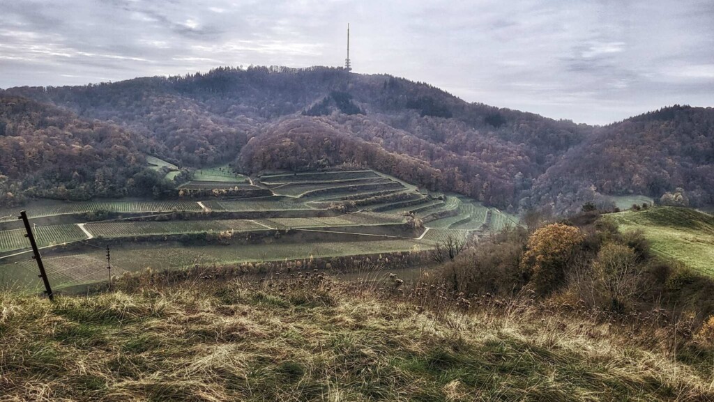 Lagotti – Badbergrunde(Kaiserstuhl)🐾🍃🍂🐾