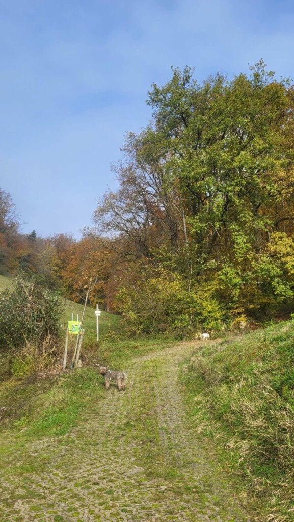 Lagotti – Badbergrunde(Kaiserstuhl)🐾🍃🍂🐾