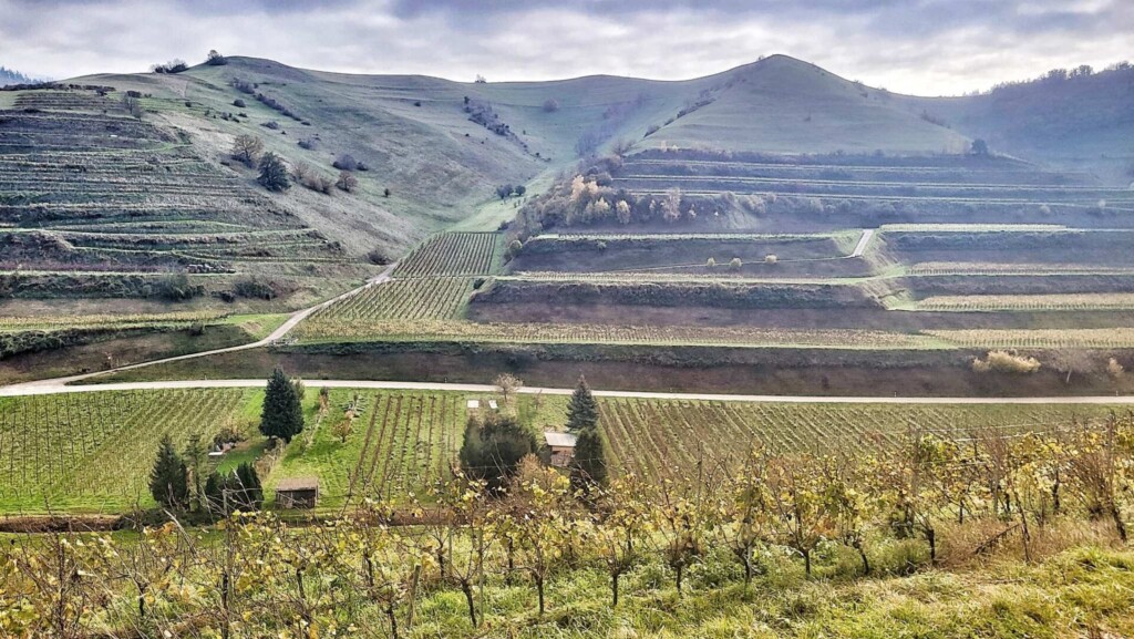 Lagotti – Badbergrunde(Kaiserstuhl)🐾🍃🍂🐾