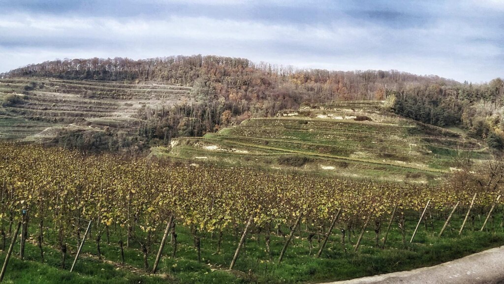 Lagotti – Badbergrunde(Kaiserstuhl)🐾🍃🍂🐾